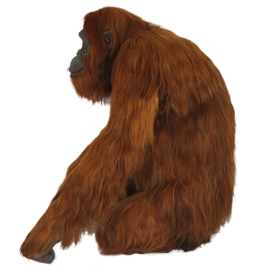 Orangutan PNG-31372